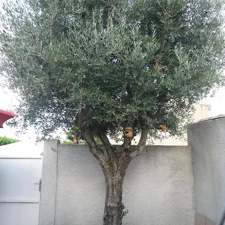 Maison L'ollivia - Terrasse - Parking Gratuit Semesterbostad *